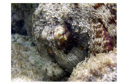 Snorkeling by some rocks outside my hotel in St. Marteen. by Matt Barkkume 